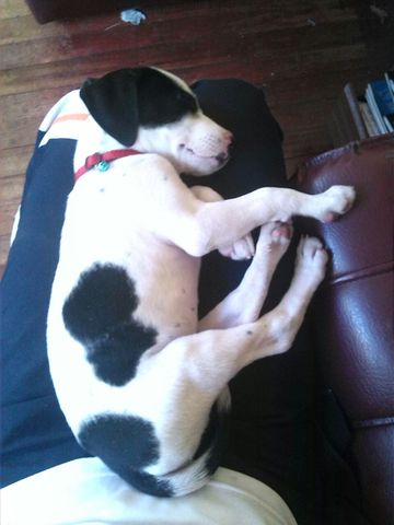 Refuerzo vacuna contra la rabia