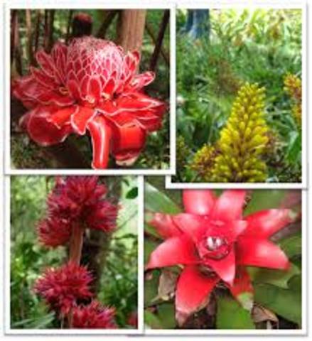 selva en lo cotidiano