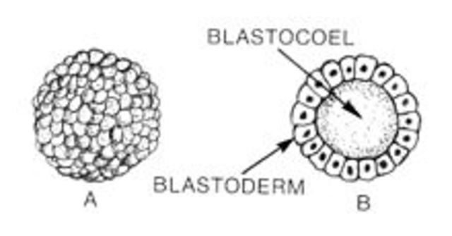 Formación de la blástula