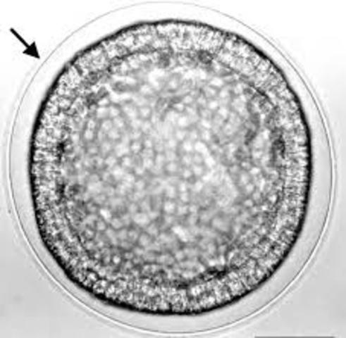 Transformación en Blástula