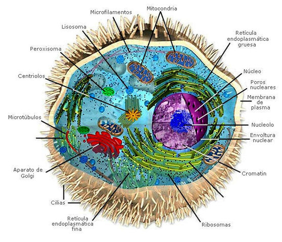 Eucariota Pluricelular