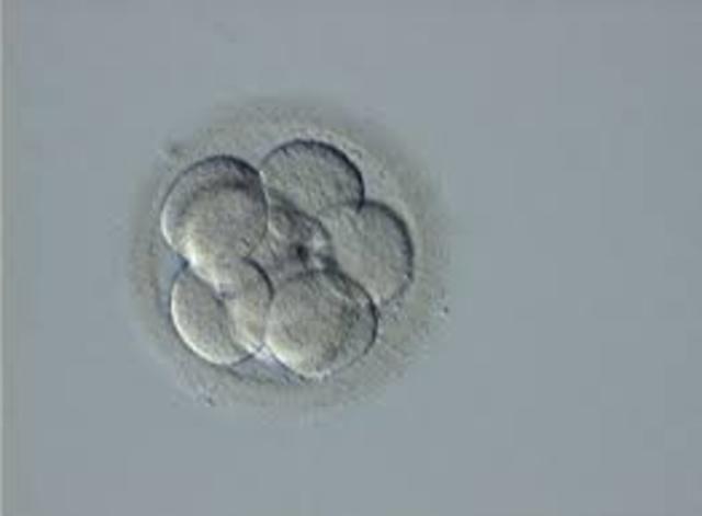 SEGMENTACIÓN (TERCER DÍA)