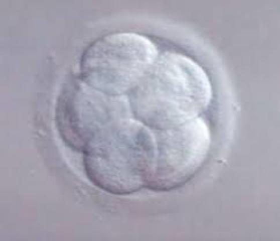 SEGMENTACIÓN (CUARTO DÍA)