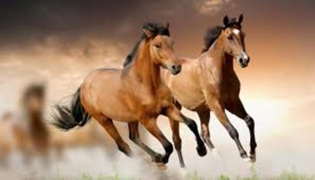Caballos