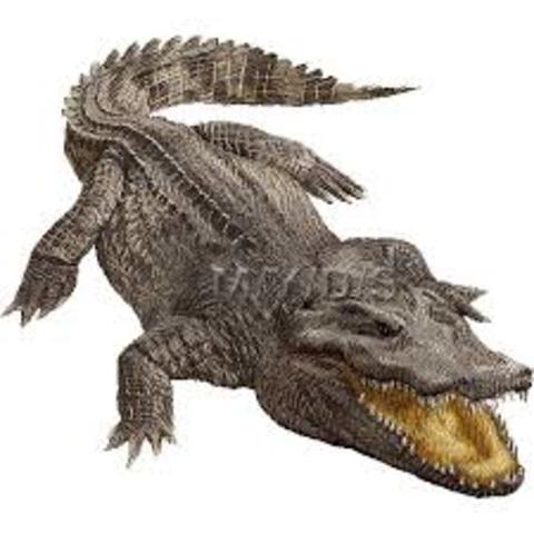Cocodrilos