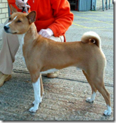 Basenji