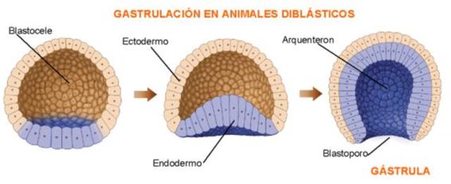 GASTRULACIÓN