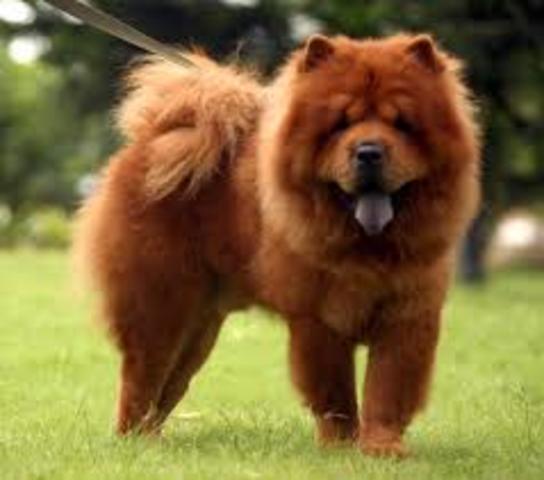 El Chow Chow