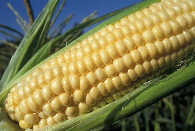 DroughtGuard Corn