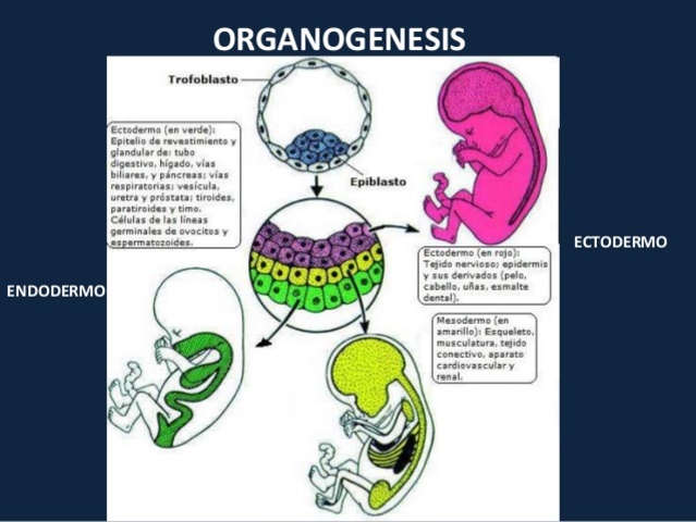 ORGANOGÉNESIS