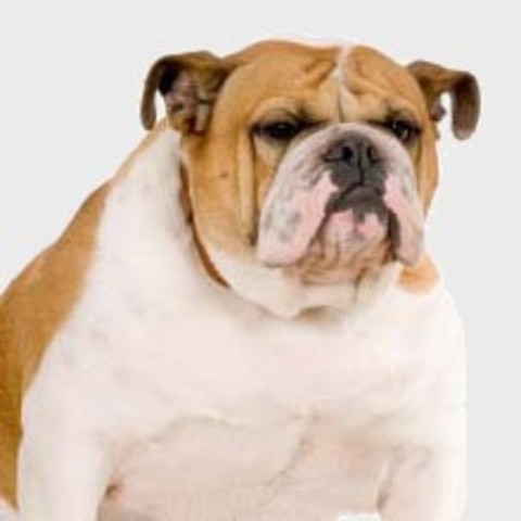 bulldog