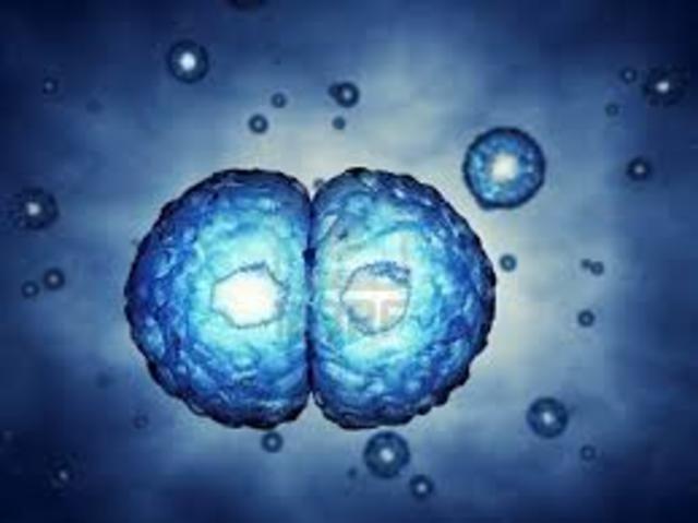 La distribución cromosómica