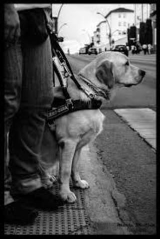 Perros guía