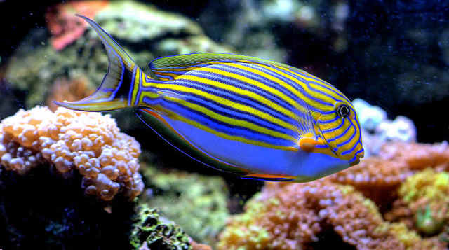 Parque Nacional Natural Gorgona