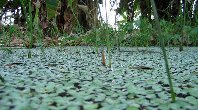 Santuario de Flora y Fauna El Corchal ¨El Mono Hernández¨