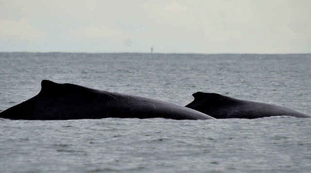 Parque Nacional Natural Uramba Bahía Málaga