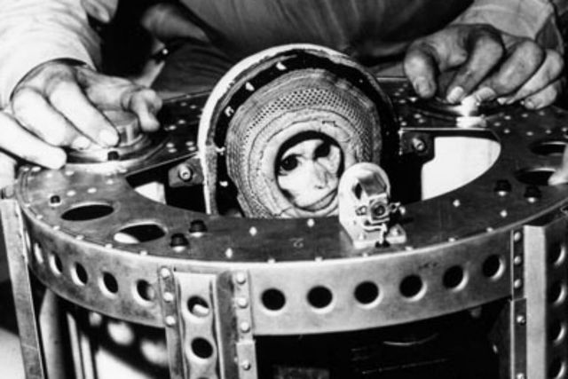 primer mamífero al espacio