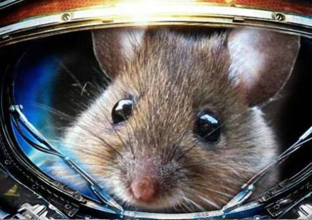 Ratón en el espacio