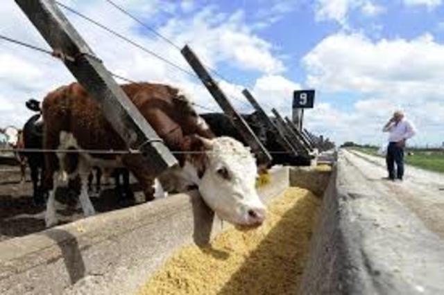 Grains and Cattle