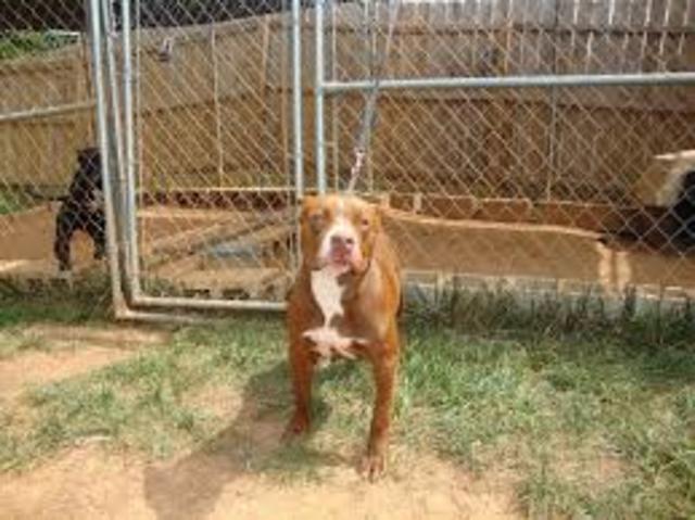 NUEVA CARACTERÍSTICA DE ESTOS ANIMALES