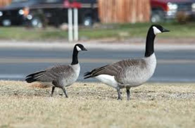 Geese