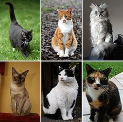 Evolución de los Gatos