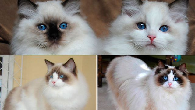 Gato ragdoll o muñeca de trapo