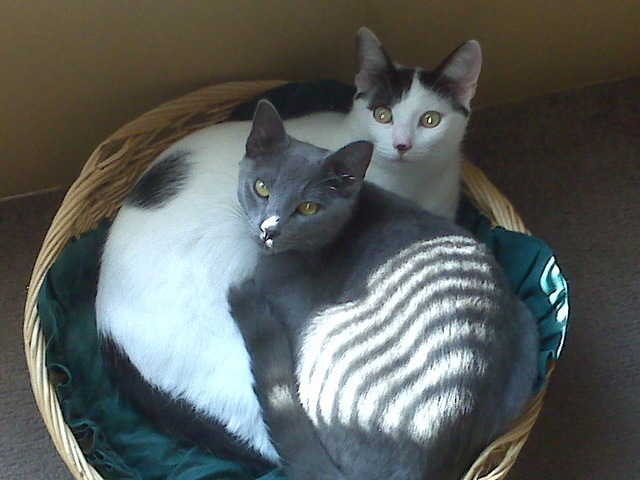 I got two new pets...