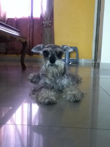 Nueva Mascota (Perrito llamado Lucas)