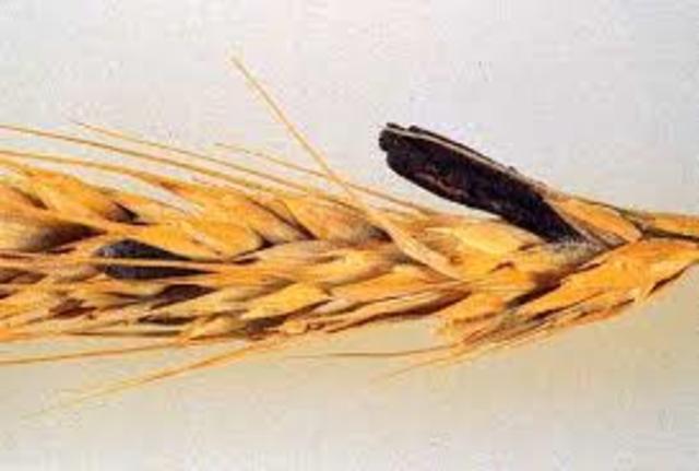 Mal de los ardientes