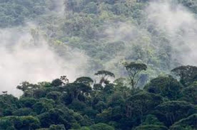 December 2001: The Green Morning