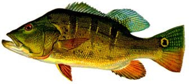 Peacock Bass