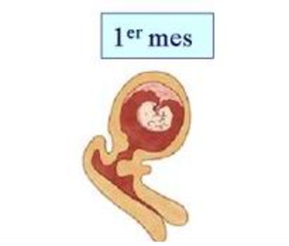 Gestación (1er trimestre)