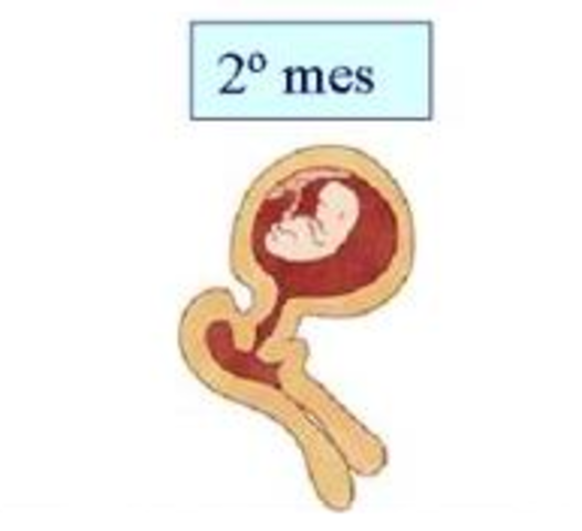 Gestación (1er trimestre)