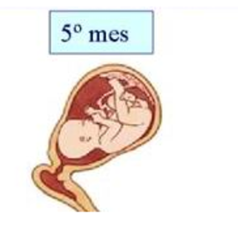 Gestación (2º trimestre)