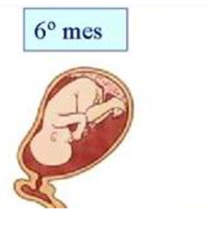 Gestación (2º trimestre)