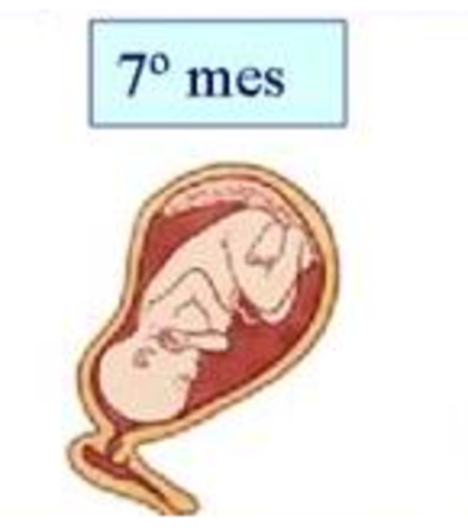 Gestación (3er trimestre)