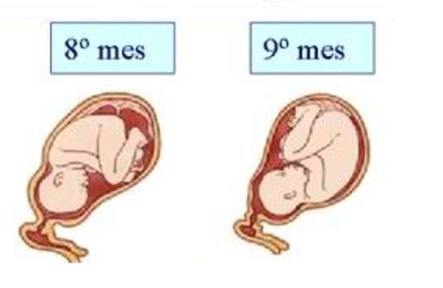 Gestación (3er trimestre)