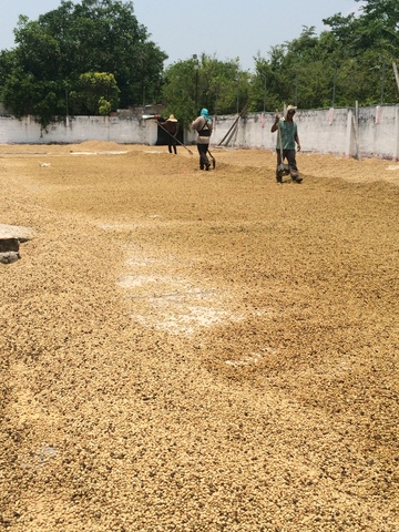 Compra de Café Pergamino