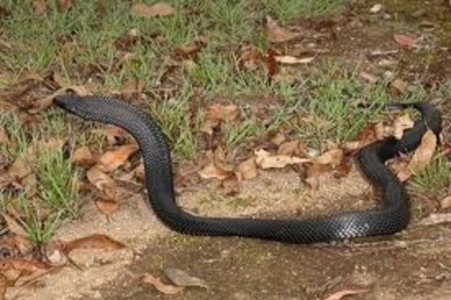 The First Time I stepped on a snake