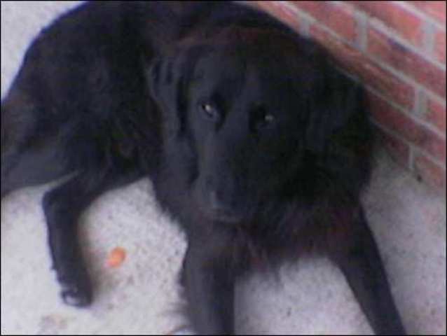 my first dog named smokey