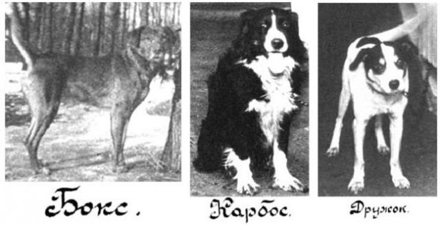 Classical Conditoning