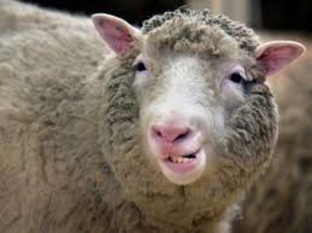Dolly the Sheep