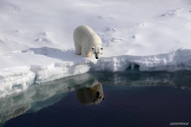 Saving the Artic