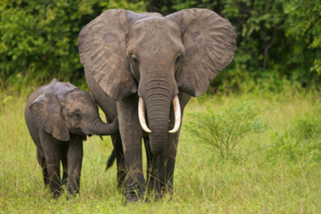 Elephant training demonstration