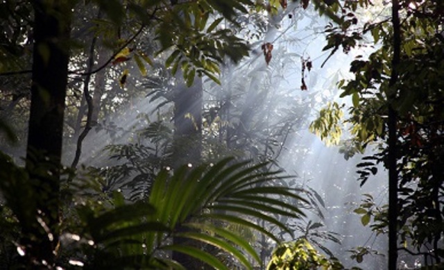 3 ways the marketplace could end Amazon deforestation