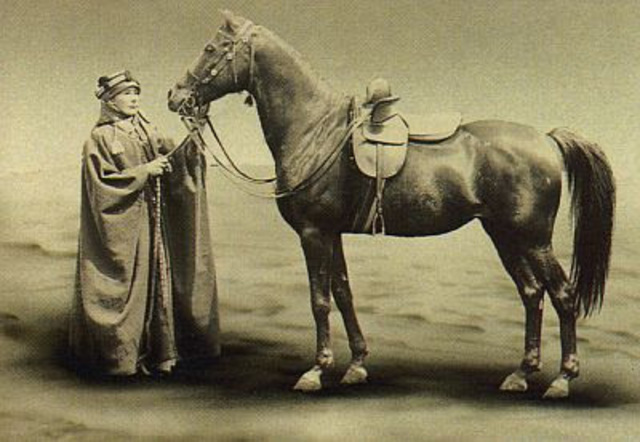 Domesticación del caballo