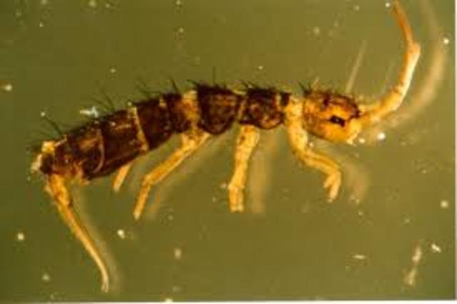 Periodo DEVONIANO: Orden Collembola