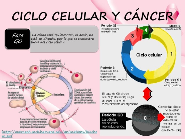 Ciclo celular y el cáncer