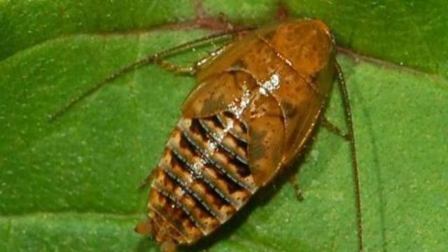 Periódo CARBONIFERA SUPERIOR: Orthoptera (Cucarachas)